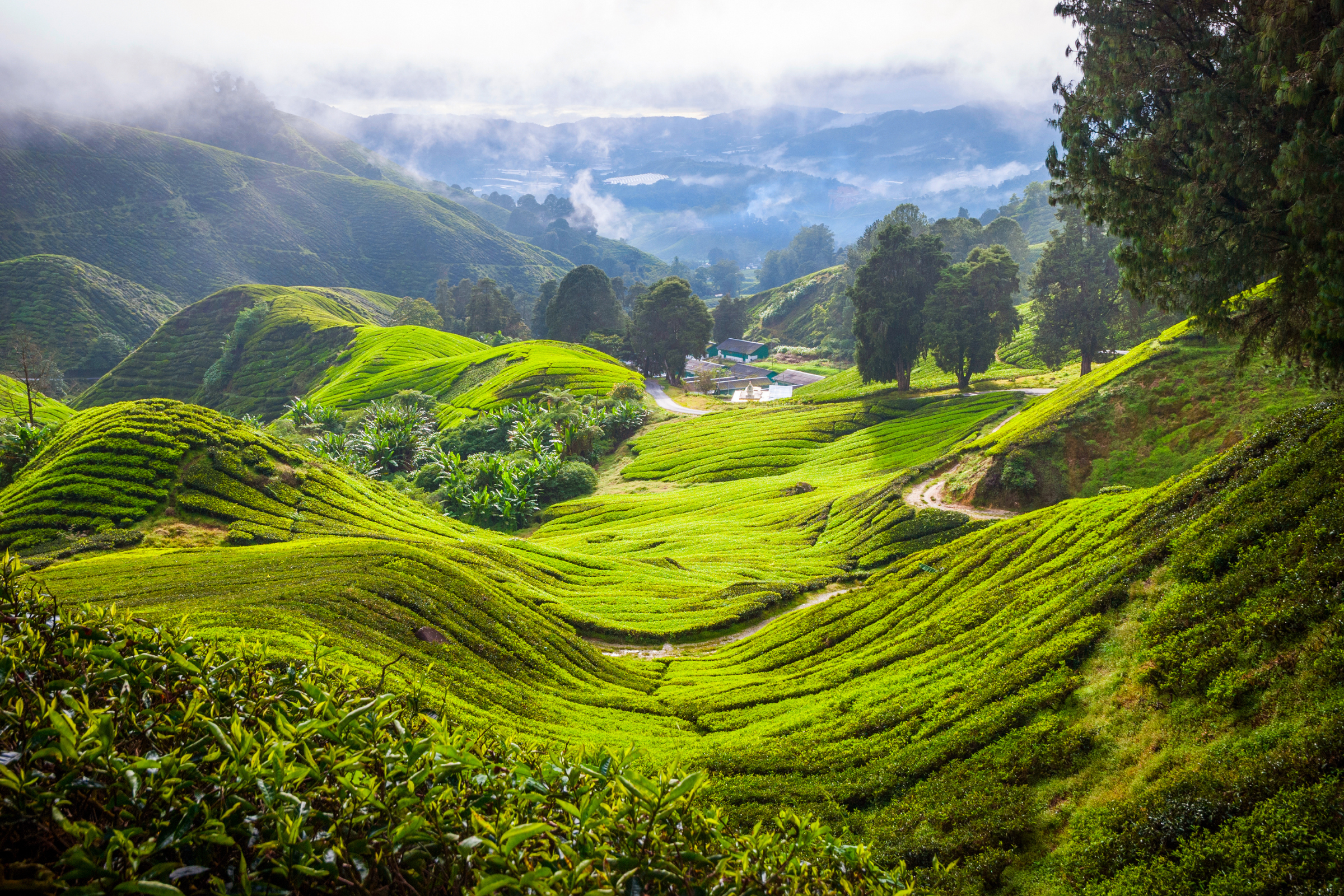 cameron highlands.webp